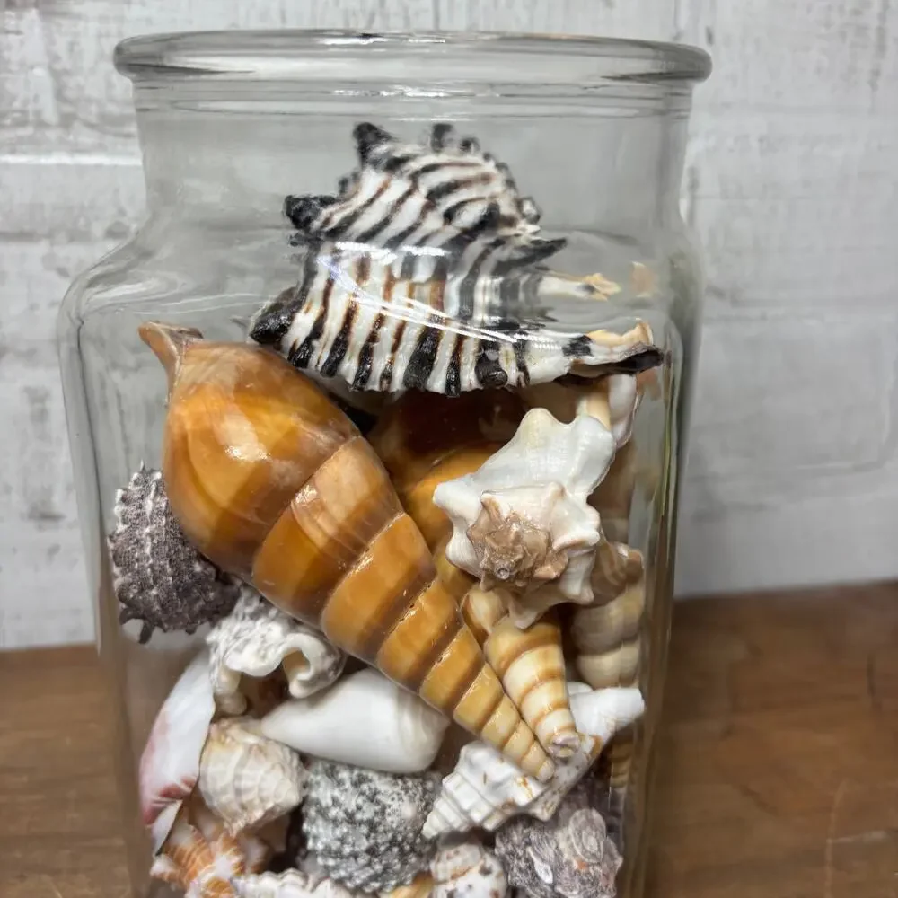 Large Glass Jar Filled with Assorted Seashells